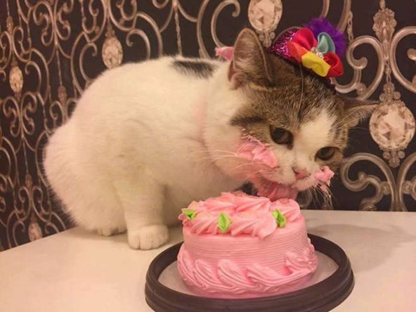 кот есть торт